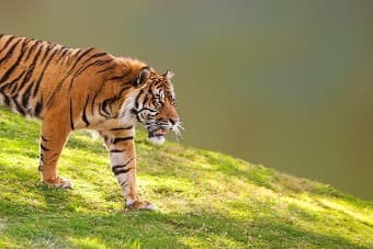 Sur les traces du tigre de Sumatra