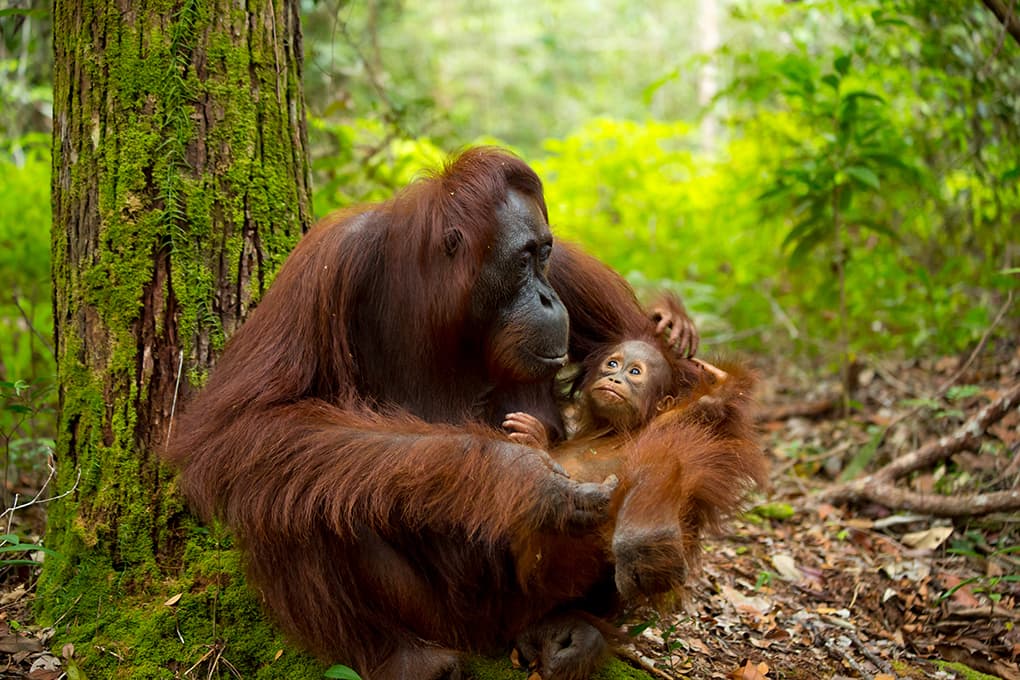 Sumatra : À la rencontre des derniers orangs outans (en liberté)