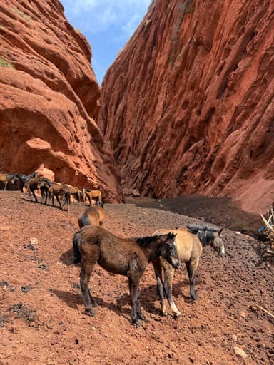 Parfum du Kirghizistan