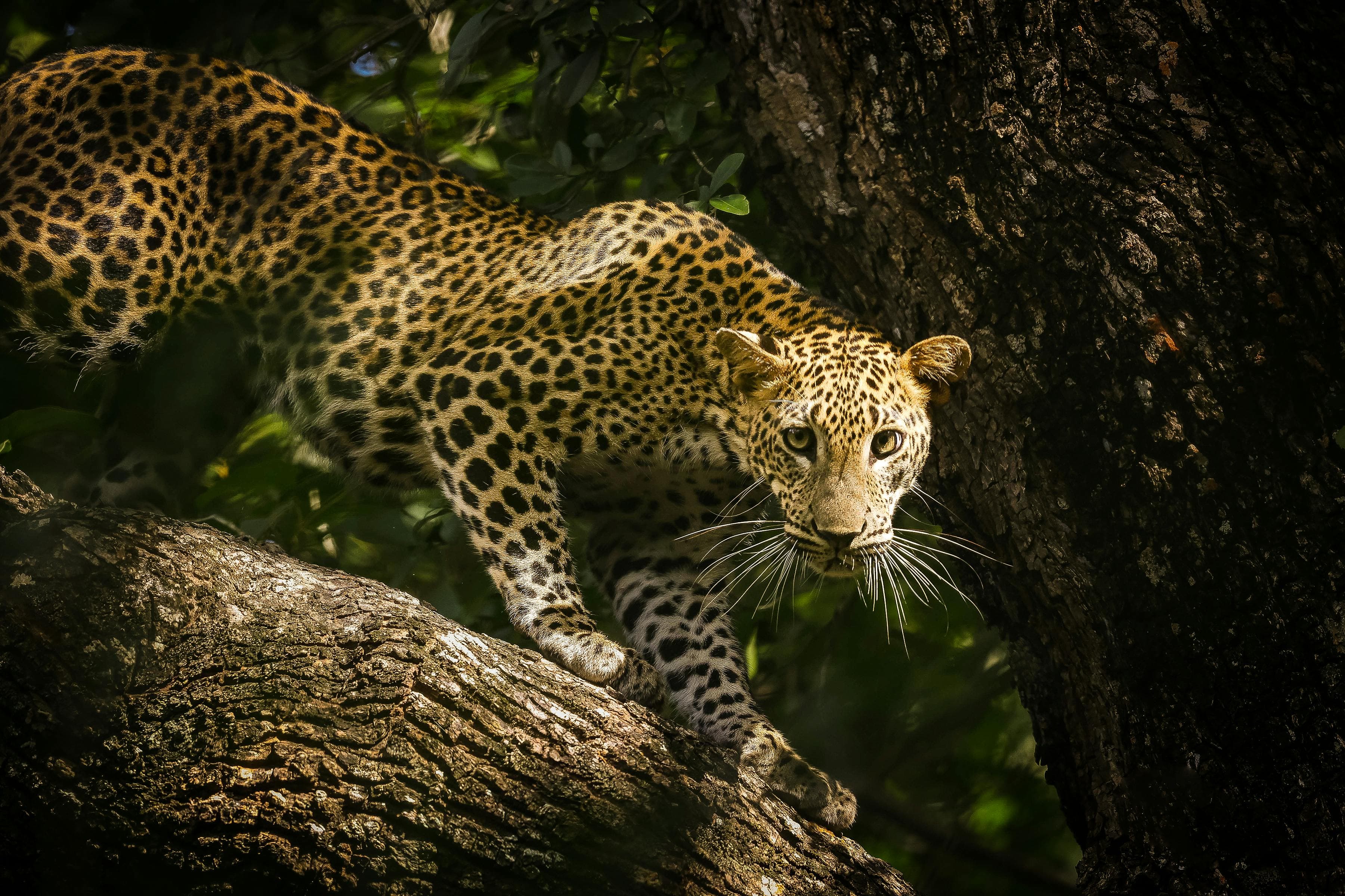 Escapade Sauvage : Entre Safaris, Histoire & Océan